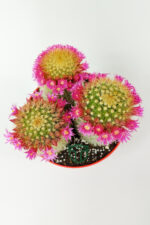 Mammillaria Spinosissima taç pembe çiçekli kaktüs 3 adet büyük boy 12 cm kırmızı saksıda - Görsel 4
