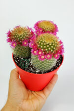 Mammillaria Spinosissima taç pembe çiçekli kaktüs 3 adet büyük boy 12 cm kırmızı saksıda - Görsel 5