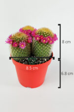 Mammillaria Spinosissima