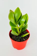 Para çiçeği para ağacı yeşim bitkisi büyük boy Crassula Portulacea bolluk bereket çiçeği - Görsel 2