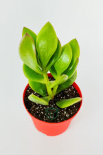 Para çiçeği para ağacı yeşim bitkisi büyük boy Crassula Portulacea bolluk bereket çiçeği - Görsel 3