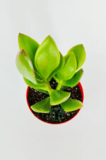 Para çiçeği para ağacı yeşim bitkisi büyük boy Crassula Portulacea bolluk bereket çiçeği - Görsel 4