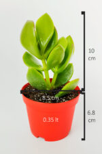 Para çiçeği para ağacı yeşim bitkisi büyük boy Crassula Portulacea bolluk bereket çiçeği - Görsel 5