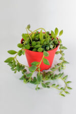 Tesbih çiçeği boncuk sukulent misket inci tanesi Senecio Herrianus sarkan sukulent 8.5 cm kırmızı saksıda