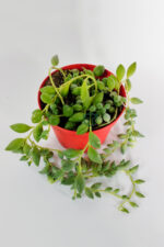 Tesbih çiçeği boncuk sukulent misket inci tanesi Senecio Herrianus sarkan sukulent 8.5 cm kırmızı saksıda - Görsel 3