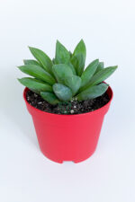 Haworthia Cuspidata yıldız sukulent