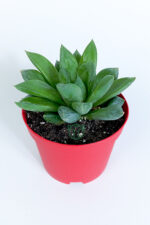 Haworthia Cuspidata yıldız sukulent star window yeşil gül 8.5 cm kırmızı saksıda - Görsel 2