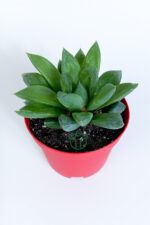 Haworthia Cuspidata yıldız sukulent star window yeşil gül 8.5 cm kırmızı saksıda - Görsel 3