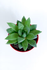 Haworthia Cuspidata yıldız sukulent star window yeşil gül 8.5 cm kırmızı saksıda - Görsel 4