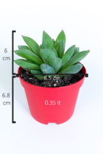 Haworthia Cuspidata yıldız sukulent star window yeşil gül 8.5 cm kırmızı saksıda - Görsel 5