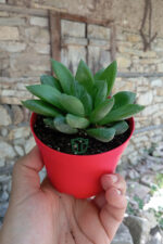 Haworthia Cuspidata yıldız sukulent star window yeşil gül 8.5 cm kırmızı saksıda - Görsel 6
