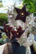 Leş kaktüsü özel tür bordo çiçekli Orbea Semitubiflora 8.5 cm kırmızı saksıda - Görsel 2