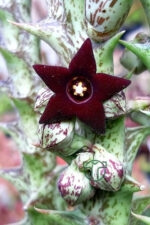 Leş kaktüsü özel tür bordo çiçekli Orbea Semitubiflora 8.5 cm kırmızı saksıda - Görsel 3