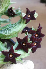 Leş kaktüsü özel tür bordo çiçekli Orbea Semitubiflora 8.5 cm kırmızı saksıda - Görsel 4