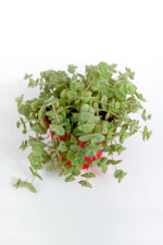Saksıda sarkan sukulent Crassula Pellucida Marginalis hızlı yayılan örtücü sukulent 8.5 cm kırmızı saksıda - Görsel 2