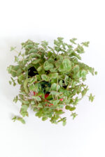 Saksıda sarkan sukulent Crassula Pellucida Marginalis hızlı yayılan örtücü sukulent 8.5 cm kırmızı saksıda - Görsel 3