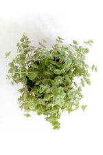 Saksıda sarkan sukulent Crassula Pellucida Marginalis hızlı yayılan örtücü sukulent 8.5 cm kırmızı saksıda - Görsel 4