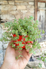 Saksıda sarkan sukulent Crassula Pellucida Marginalis hızlı yayılan örtücü sukulent 8.5 cm kırmızı saksıda - Görsel 5