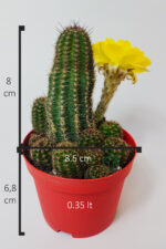 Lobivia Aurea v.Shaferi  bol yavrulu muhteşem sarı çiçekli özel tür kaktüs 8.5 cm kırmızı saksıda - Görsel 6