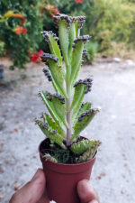 Binlerin anası gri aşkın gözyaşları çiçeği özel tür Kalanchoe Daigremontiana 5.5 cm saksıda - Görsel 2