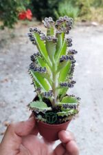 Binlerin anası gri aşkın gözyaşları çiçeği özel tür Kalanchoe Daigremontiana 5.5 cm saksıda - Görsel 3
