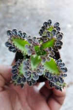 Binlerin anası gri aşkın gözyaşları çiçeği özel tür Kalanchoe Daigremontiana 5.5 cm saksıda - Görsel 4