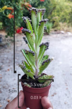 Binlerin anası gri aşkın gözyaşları çiçeği özel tür Kalanchoe Daigremontiana 5.5 cm saksıda - Görsel 5