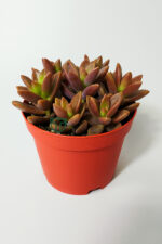Graptosedum California Sunset çabuk çoğalan hızlı yayılan sukulent