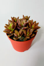 Graptosedum California Sunset çabuk çoğalan hızlı yayılan sukulent - Görsel 2