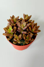 Graptosedum California Sunset çabuk çoğalan hızlı yayılan sukulent - Görsel 3