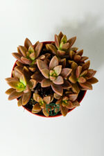 Graptosedum California Sunset çabuk çoğalan hızlı yayılan sukulent - Görsel 4