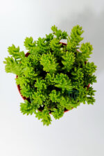 Sedum Spiral Staircase örtücü yayılan çabuk çoğalan sukulent - Görsel 4
