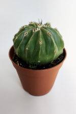 Melocactus Maxonii Inermis şapkali