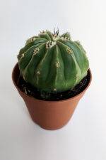 Melocactus Maxonii Inermis şapkali özel tür koleksiyon kaktüs 5.5 cm kahverengi saksıda - Görsel 2