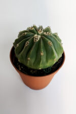 Melocactus Maxonii Inermis şapkali özel tür koleksiyon kaktüs 5.5 cm kahverengi saksıda - Görsel 3