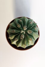 Melocactus Maxonii Inermis şapkali özel tür koleksiyon kaktüs 5.5 cm kahverengi saksıda - Görsel 4