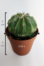 Melocactus Maxonii Inermis şapkali özel tür koleksiyon kaktüs 5.5 cm kahverengi saksıda - Görsel 5