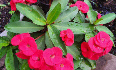 Dikenler Tacı (Euphorbia Milii) Bakımı Nasıl Yapılır?