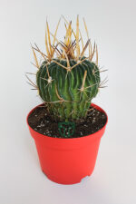 echinofossulocactus Stenocactus multicostatus özel tür kaktüs