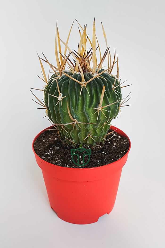 echinofossulocactus Stenocactus multicostatus özel tür kaktüs