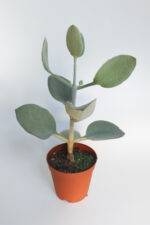 Kalanchoe bracteata hildebrandtii gumus kasik sukulent