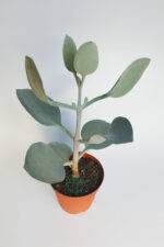 Kalanchoe Bracteata (Hildebrandtii) gümüş kaşık sukulent - Görsel 2