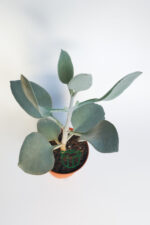 Kalanchoe Bracteata (Hildebrandtii) gümüş kaşık sukulent - Görsel 3