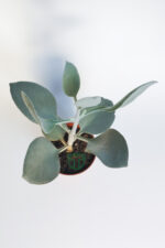 Kalanchoe Bracteata (Hildebrandtii) gümüş kaşık sukulent - Görsel 4