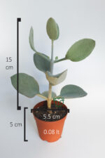 Kalanchoe Bracteata (Hildebrandtii) gümüş kaşık sukulent - Görsel 5