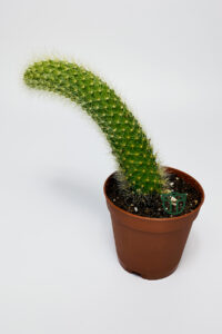 Maymun kuyruğu kaktüs tüylü Cleistocactus Colademononis