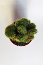 Beyin Kaktüsü (Neobuxbaumia Polylopha Cristata) Koleksiyon Pahalı Kaktüs - Görsel 4