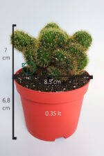 Beyin Kaktüsü (Neobuxbaumia Polylopha Cristata) Koleksiyon Pahalı Kaktüs - Görsel 5