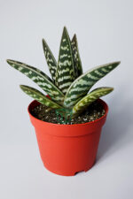 Aloe variegata - Tiger aloe