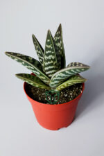 Aloe Variegata Tiger Aloe özel tür sukulent 8.5 cm saksıda - Görsel 2